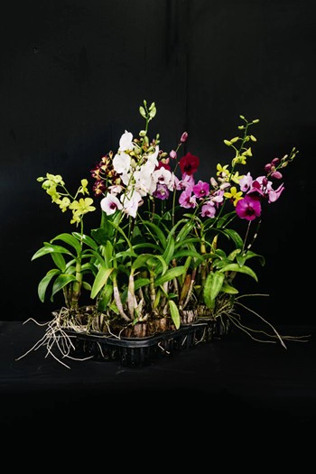 Potted Plant orchid product orchid product,Flask,Seedling,Potted Plant,Cutflower,Signature Breed,orchid farm,orchid thailand,orchids from thailand,thailand orchids,orchid farm thailand Our Orchid Product