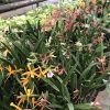 Cattleya Mini Flower